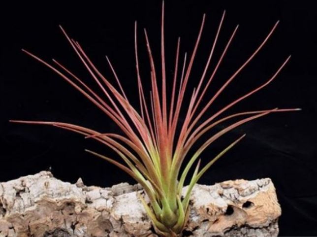 Tricolor Melanocrater Large 14-15 cm 5.5 inch +