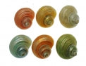 Coloured Pearlized Pastel Turbo Shell - Turbo Argyrostoma - 2 inch - Thailand