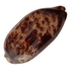 Cypraea Testudinaria - Cowry Shells - Cowries - Philippines