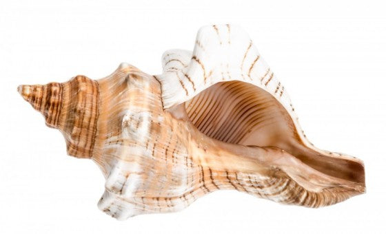 Polished Fox Conch Shell - Fasciolaria Trapezium Linne - 7+ inches - Philippines