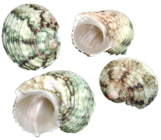 Green Turbo Hermit Crab Shell - 2 inch - Turbo Setosus
