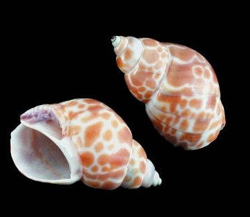 1 KG - Babylonia Zeylanica