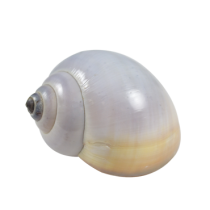 Grey Snail Hermit Crab Shells - Pomacea PALUDOSA
