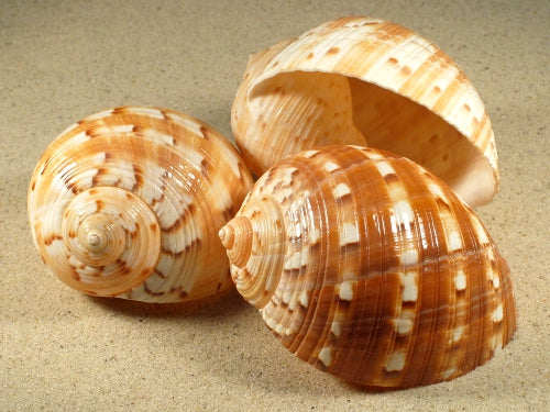 Seashells Sea Urchins Sand Dollars