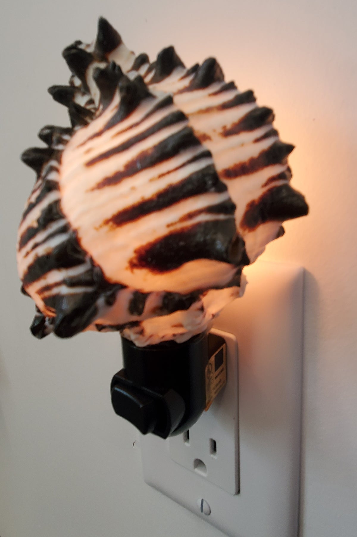 BLACK MUREX Shell NIGHTLIGHT with Black Fixture