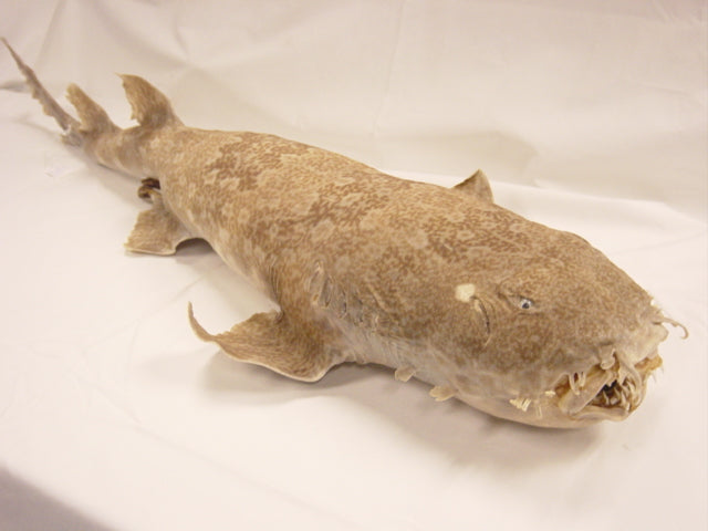 Carpet Shark