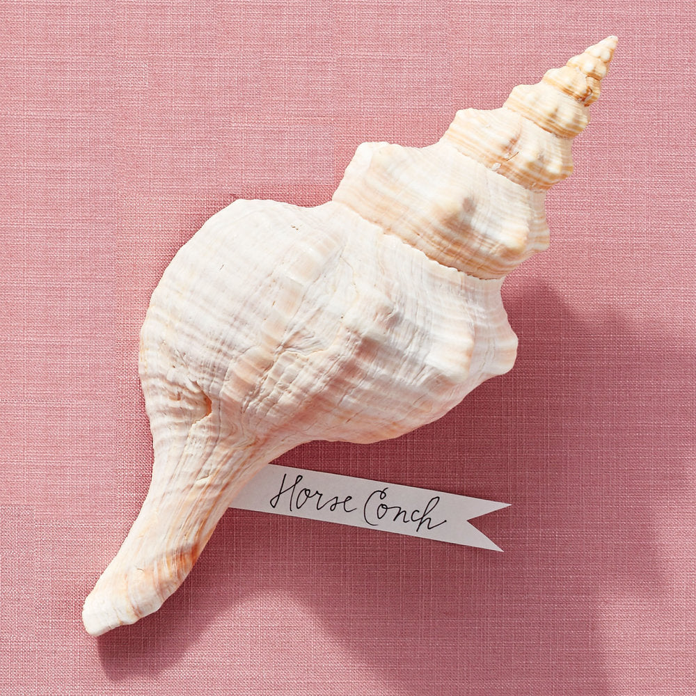 Polished Mexican Horse Conch - 28 - 32 cm