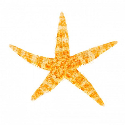 Philippine Starfish (3 - 4 inches)