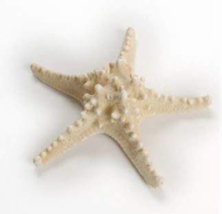 Bleached White Horned Starfish (5 - 6 inch) Choriaster Granulatus
