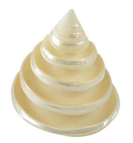 Pearlized Spiral Ring Troca Trochus - 2.5 inches - Philippines