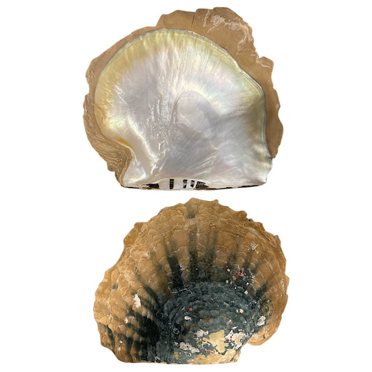 1 KG bag of MOP Plates - Natural Outer Shell - 6 - 10 inches - Golden-lipped Pearl Oyster (𝘗𝘪𝘯𝘤𝘵𝘢𝘥𝘢 𝘮𝘢𝘹𝘪𝘮𝘢)
