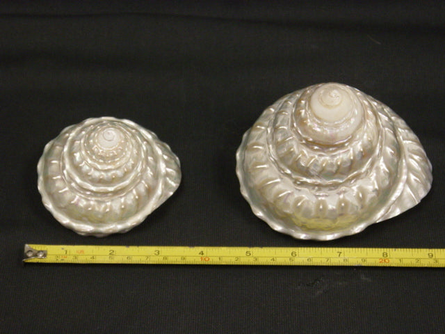 Pearlized Astrea Undosa - 4 - 5 inches - Philippines