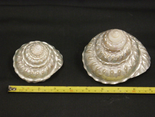 Pearlized Astrea Undosa - 4 - 5 inches - Philippines
