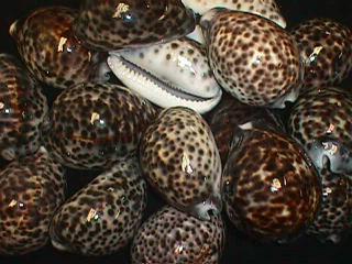 Tiger Cowry - Cypraea Tigris - 3 - 3.5 inches - Cowries - Philippines