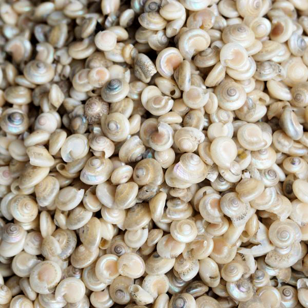 Giant Pearl Umbonium - 1 Inch (PER 100)