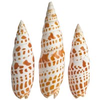 Episcopal Miter - Mitra Mitra - 3 + inches - Philippines