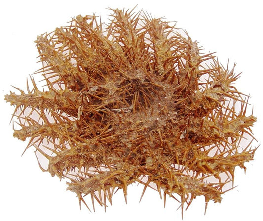 Crown Of Thorns - Acanthaster Planci (7 - 9 inches)