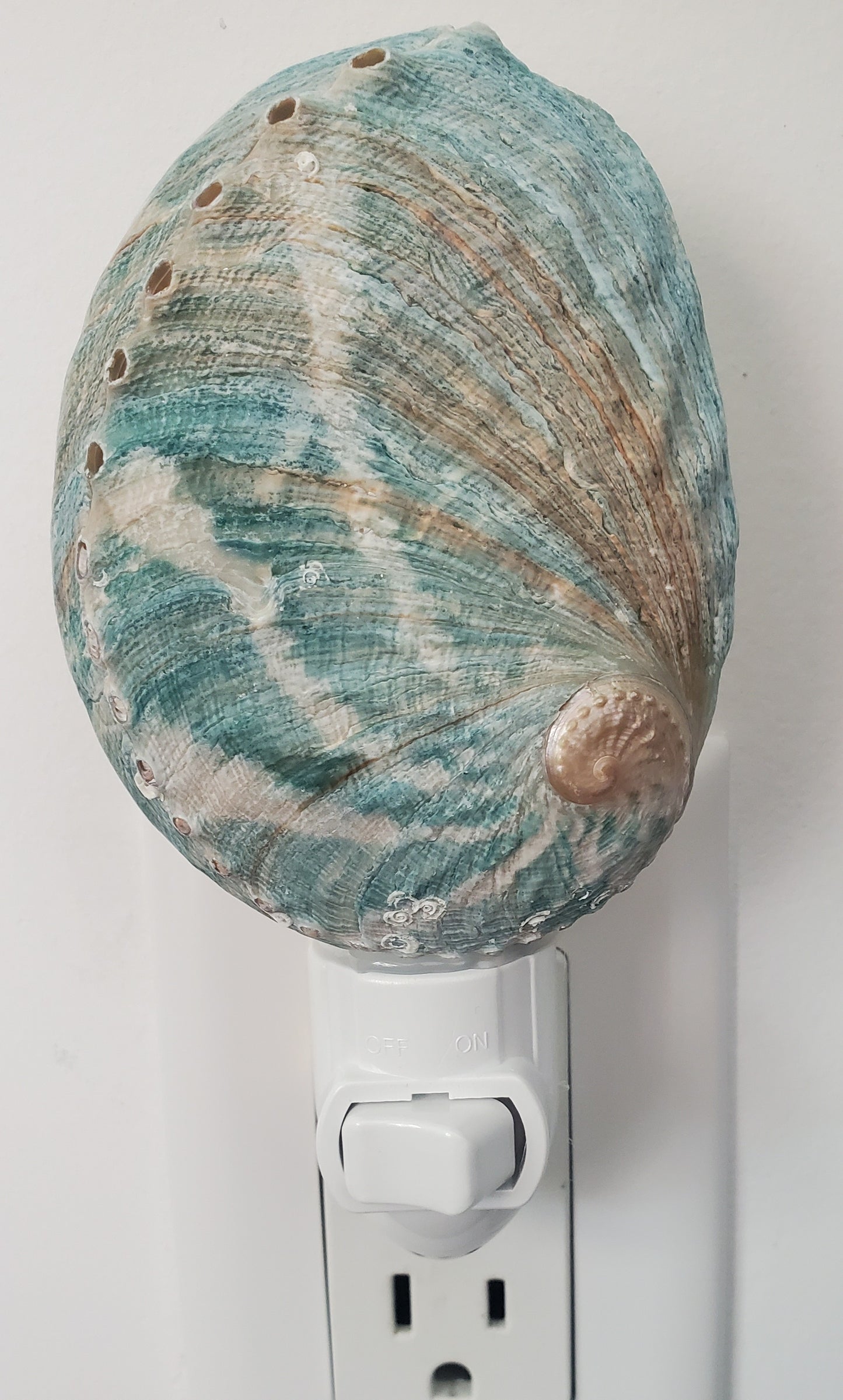Blue Tiger Sheep
Abalone Nightlight
