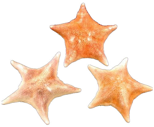 Bat Starfish (4 - 6 inches) Asterina Miniata