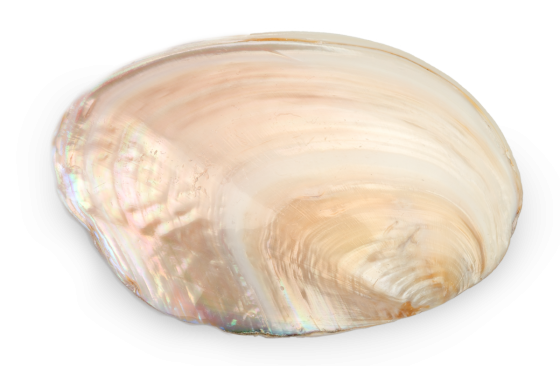 Polished Chinese River Clam Halves - 8 inch - Panapea Generosa