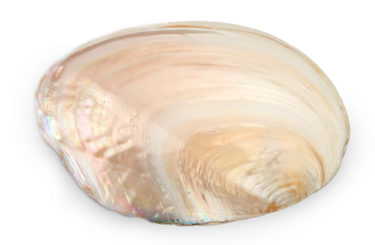 Polished Chinese River Clam Halves - 8 inch - Panapea Generosa