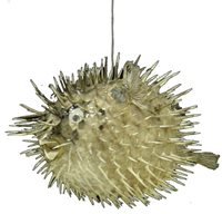 Porcupine Fish - 7 - 8 inch - Philippines  - Taxidermy