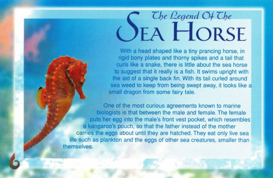 Postcard Only - Legend of The Seahorse