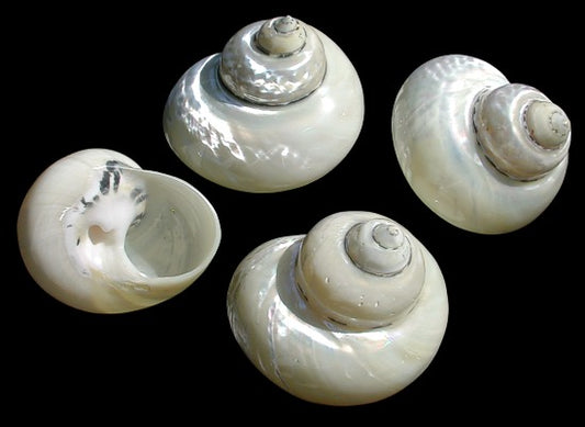 Pearlized Turbo Reevei - 1.5 - 2 inches - Grade A