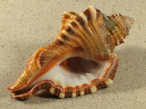 Cymatium Perryi Shells - 3 inches - Philippines