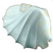 Ribbed White Polished Strombus Latissimus - 6+ inches
