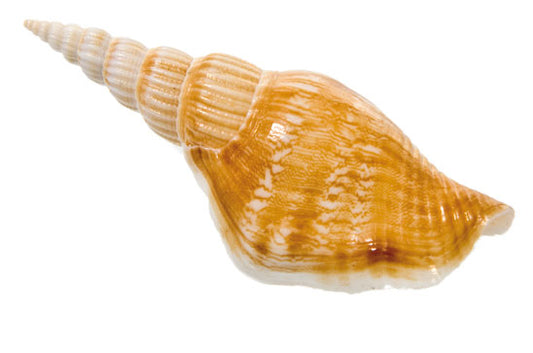Strombus Vittatus - 2.5 inches - Philippines