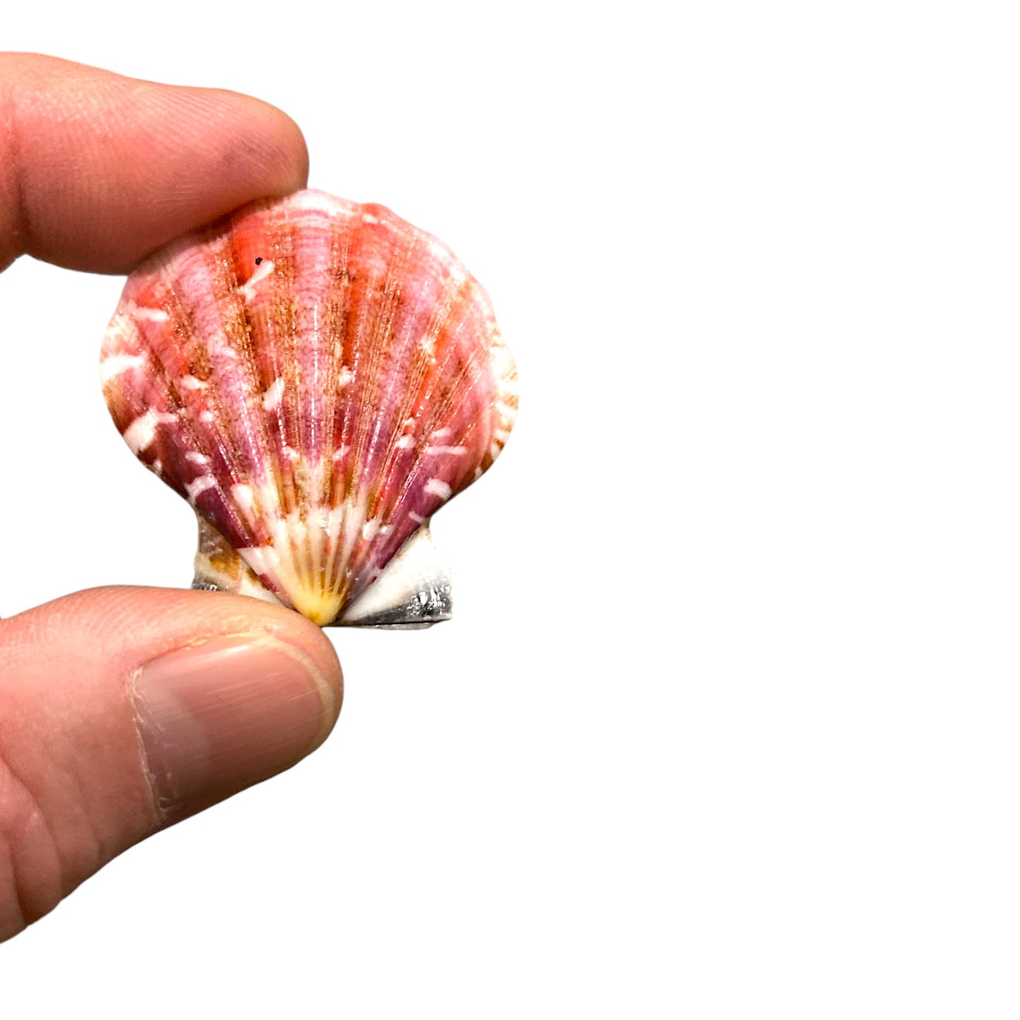 Pecten Vexillum pairs - Bractechlamys Vexillum - 1.75 - 2.25 inches - Philippines - NEW1225