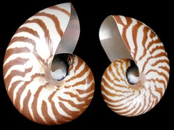 Natural Nautilus Shells - 3 - 4 inches - Philippines