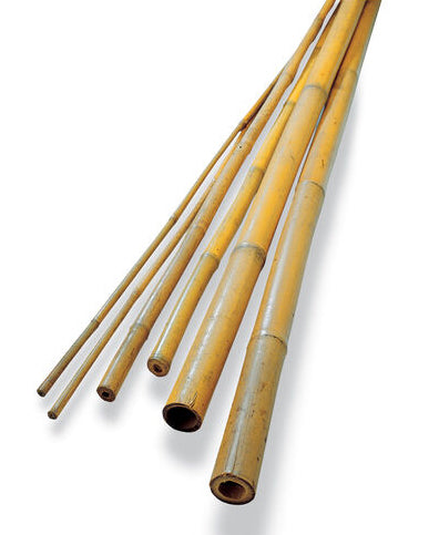 Bamboo Sticks 5' x 13 to 15 mm  (150 per bundle sold by the each)