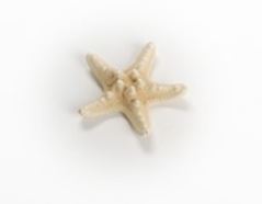 Bleached White Horned Starfish (1 - 2  inches) Choriaster Granulatus