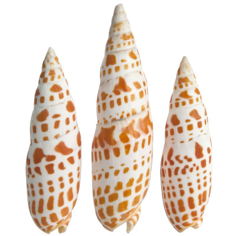 Mitra Mitra - 4 + inches – Tropitek-Wholesale