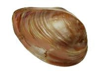 Pink Ubol Clam Pairs - Pseudodon Callifer - 4 - 5 inches