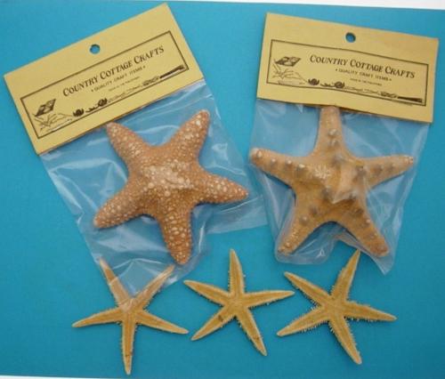 3 to 4 inch STARFISH ASSORTED - 3 TYPES -  Horned Jungle & Philippine - Bagged with a header