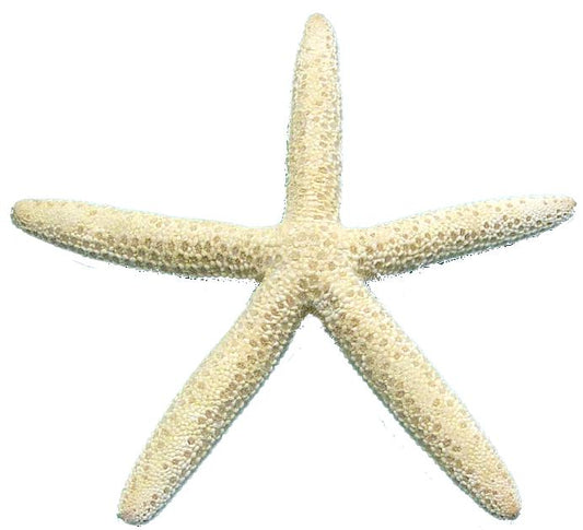 Set of 7 White Finger Starfish (7 Sizes) -  Linckia Laevigata