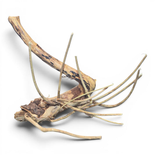 Spiderwood Driftwood (Nano) 3 - 6" - 1 Piece