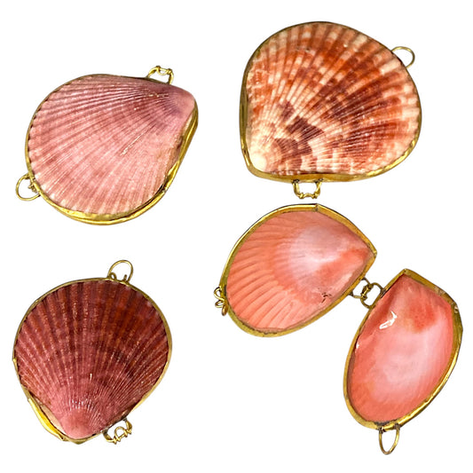 Pecten Scallop SHELL COIN - SMUDGE or PILL BOXES 2.5 - 3 inch