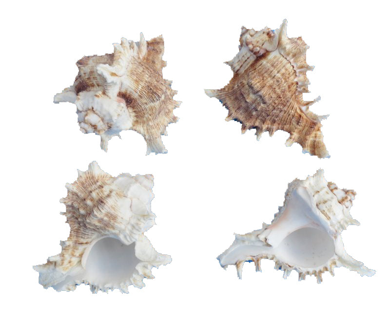 Murex Ramosa - 2 - 3 inch - Africa