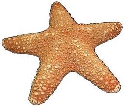Jungle Starfish (1 - 2 inches) Pentaceraster mammillatus - Philippines