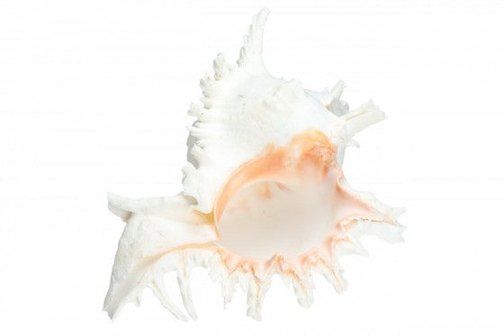 Murex Ramosa Seashell - 7 - 8 inches