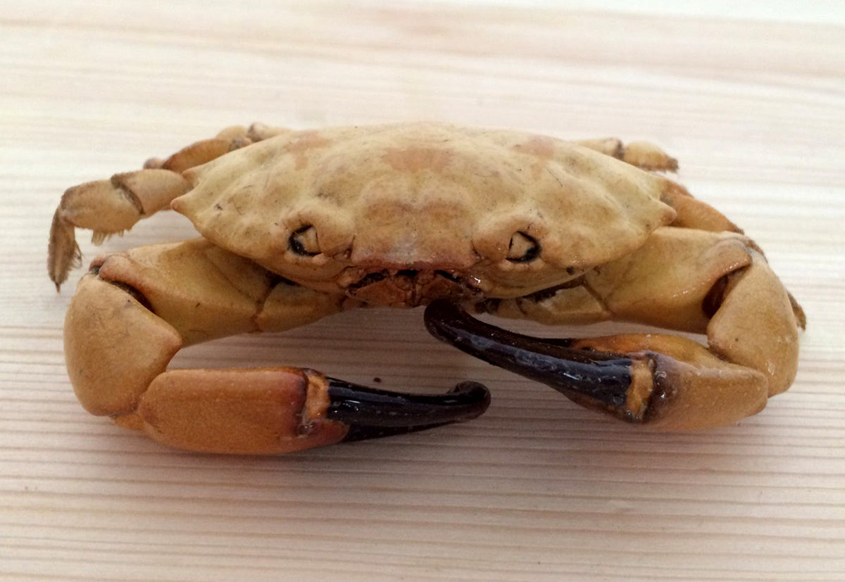 Preserved Marteng Crab - Taxidermy Martin - Philippine Reef Crabs - 4 inches