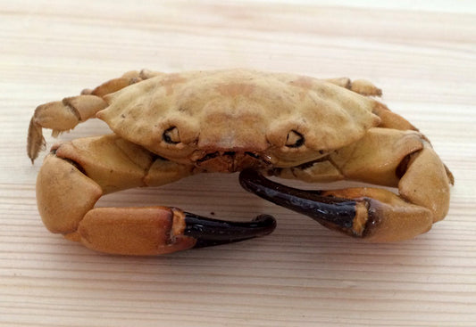 Preserved Marteng Crab - Taxidermy Martin - Philippine Reef Crabs - 4 inches