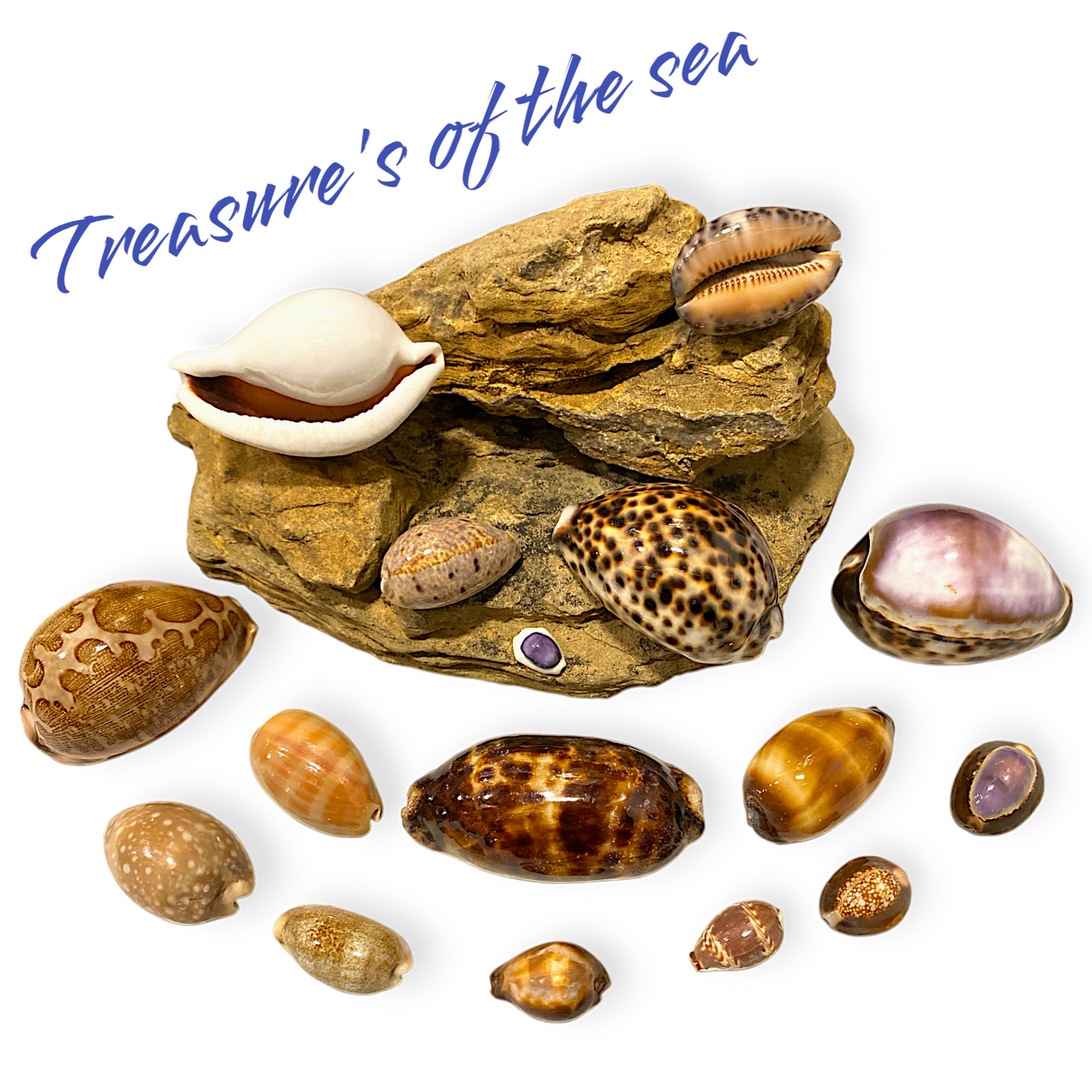 Treasures of the Sea - Shell Collections - Pack of 16 Assorted Specimens of  Cyprea Cowries Seashells - NEW425