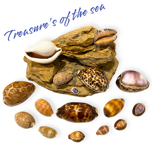 Treasures of the Sea - Shell Collections - Pack of 16 Assorted Specimens of  Cyprea Cowries Seashells - NEW425