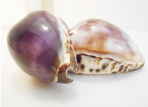 Purple Top Tiger Cowry - 3 inches - Cowries - Philippines