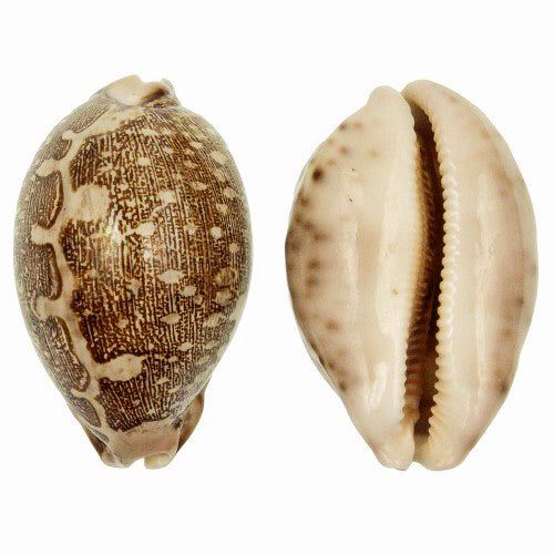 Map Cowry - Cypraea Mappa - 2 - 3 inches - Cowries
